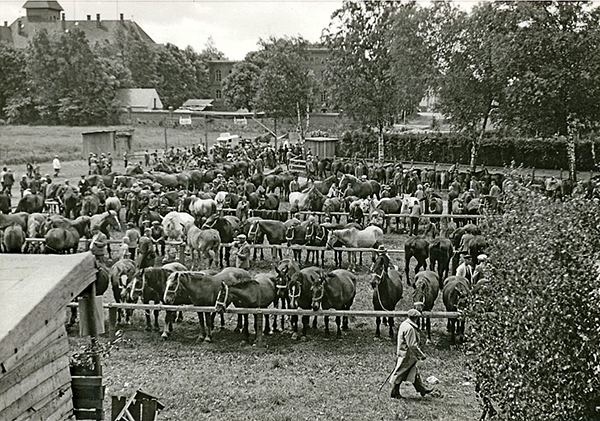 Лошадиный рынок в Велау_1930-е